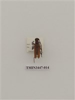 藏品(卓得魯薄翅天牛)的圖片